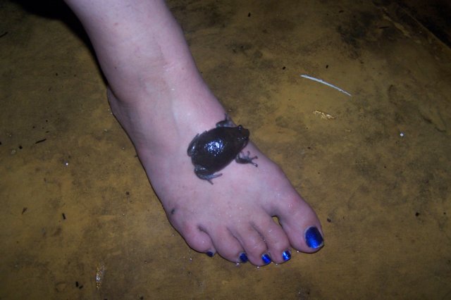 frog.jpg