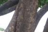 lizard_small.jpg