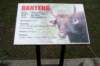banteng2_small.jpg