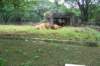 banteng_small.jpg
