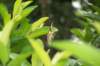 butterfly2_small.jpg