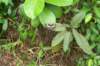 butterfly3_small.jpg
