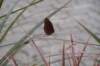 butterfly_small.jpg