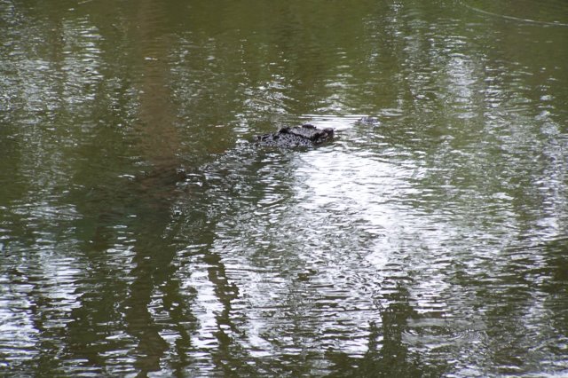 crocodile.jpg