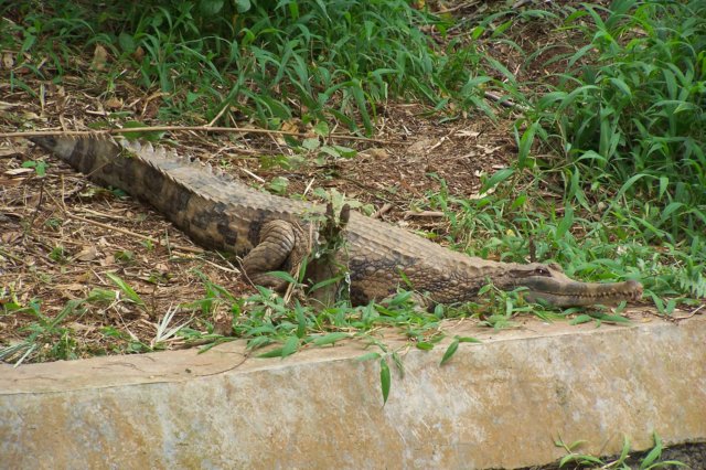 crocodile2.jpg