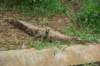 crocodile2_small.jpg