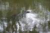 crocodile_small.jpg