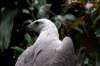 eagle_small.jpg