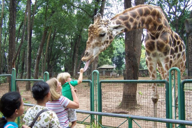 giraffe.jpg