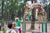giraffe2_small.jpg