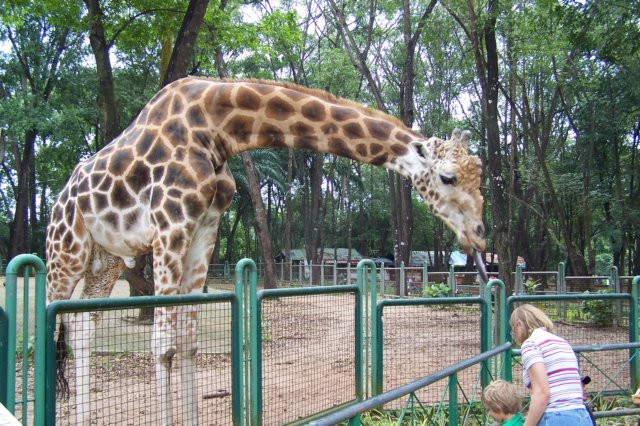 giraffe3.jpg