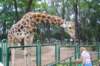 giraffe3_small.jpg