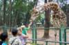 giraffe_small.jpg