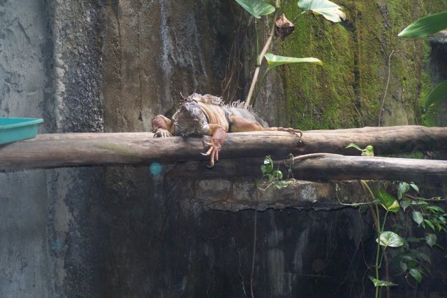 iguana.jpg