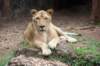 lion2_small.jpg