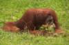 orangutan2_small.jpg