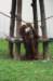orangutan3_small.jpg