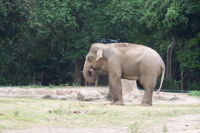 sumatranelephant2.jpg
