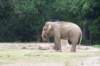 sumatranelephant2_small.jpg