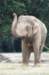 sumatranelephant_small.jpg