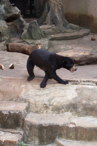 sunbear.jpg
