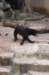 sunbear_small.jpg