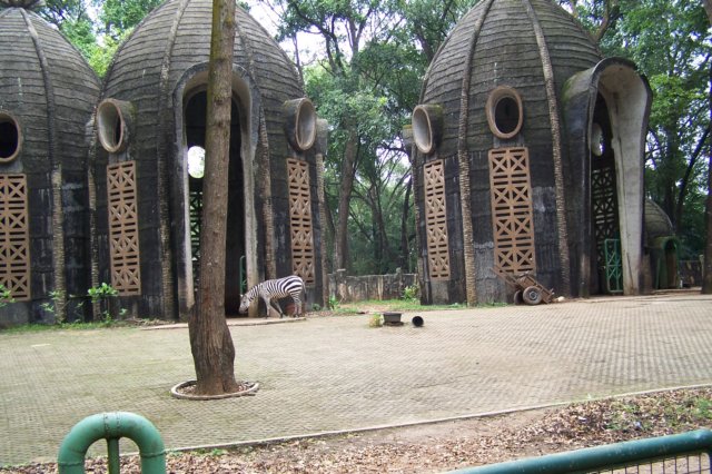 zebra.jpg